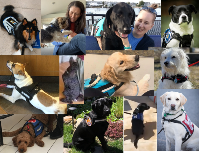 Collage-of-successful-AYS-service-dog-teams.png