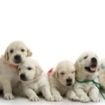 Golden-Retriever-Five-Puppies.jpg