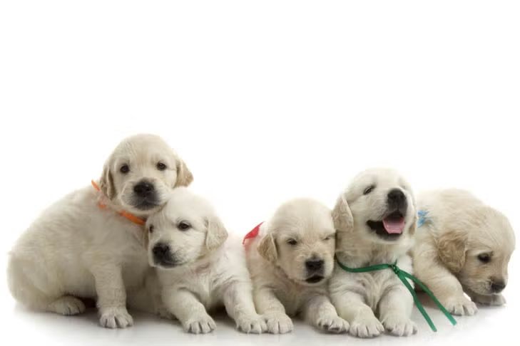 Golden-Retriever-Five-Puppies.jpg