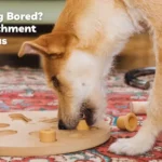 Happy Dog, Happy Life: The Best Dog Enrichment Ideas
