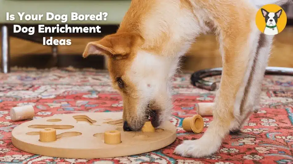 Happy Dog, Happy Life: The Best Dog Enrichment Ideas