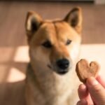 Shiba-Inu-sitting-watching-a-heart-shaped-treat-held-in-a-persons-fingers.jpg