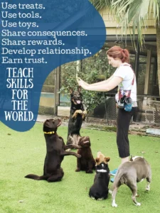 Train the Dog in front of you, teach them skills for life — Take the Lead K9 Training