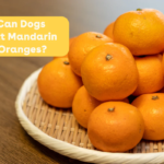 can_dogs_eat_mandarin_oranges_blog_post_cover.png