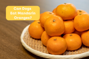 can_dogs_eat_mandarin_oranges_blog_post_cover.png
