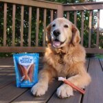 collagen-sticks-vs-bully-sticks-which-chew-is-right-for-your-dog-7461814_600x.jpg
