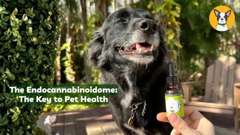 endocannabinoidome-pets-dogs-ecbome.webp.webp