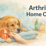 how-to-help-a-dog-with-arthritis-at-home.png