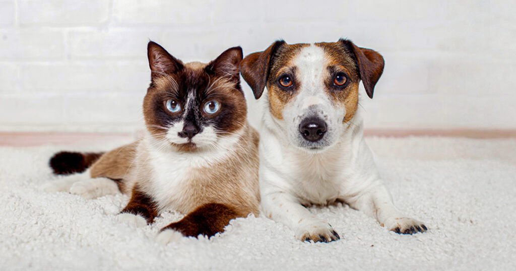 light-brown-white-cat-with-blue-eyes-lying-comfortably-next-to-tan-white-jack-russell-terrier-on-flu.jpeg