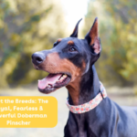 meet_the_breeds_doberman_pinscher.png