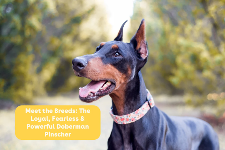meet_the_breeds_doberman_pinscher.png