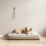 minimalist-dog-lifestyle-hero-1770100338-1000x600.jpeg