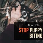 stop-puppy-biting-1.jpg