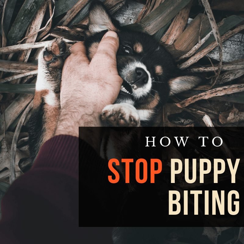 stop-puppy-biting-1.jpg