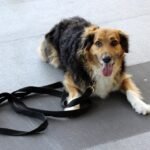 Master the Basics: Your Ultimate Guide to Top Dog Commands