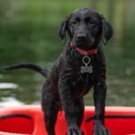 Mastering the Pasture: Your Ultimate Guide to Top Herding Dog