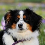 Calm Canines: Effective Strategies to Alleviate Dog Anxiety