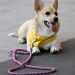 Compassionate Training: The Key to Effective Dog Discipline