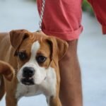 From Fearful to Fearless: Effective Strategies to Calm Your Dog