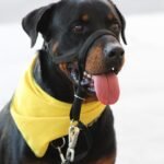 Pawsitive Beginnings: Essential Tips for Mastering Puppy Training