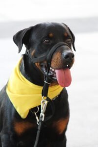 Pawsitive Beginnings: Essential Tips for Mastering Puppy Training