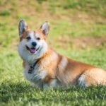 Tail-Wagging Nutrition: Crafting the Perfect Diet Plan for Your Dog