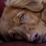 Top 10 Guard Dog Breeds: The Ultimate Protectors for Your