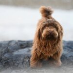 Paw-sitive Solutions: Top Tips to Keep Your Dog Fit and