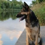 Wholesome and Tail-Wagging: The Ultimate Guide to Homemade Dog Food