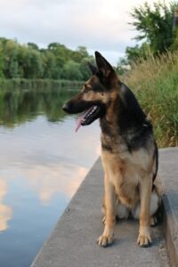 Wholesome and Tail-Wagging: The Ultimate Guide to Homemade Dog Food