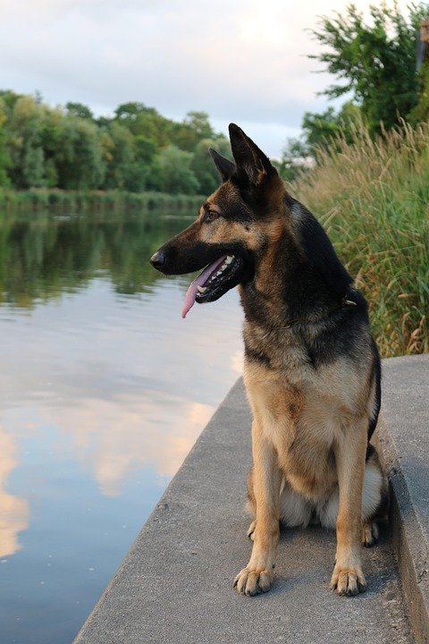 Wholesome and Tail-Wagging: The Ultimate Guide to Homemade Dog Food