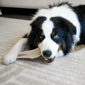 Bully Sticks vs Antler Chews: Which for Your Dog
