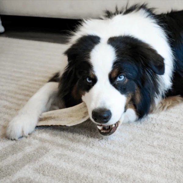 Bully Sticks vs Antler Chews: Which for Your Dog