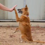 Can Dog Training Ruin Your Dog’s Personality? Why Structure and Affection Can Co-Exist