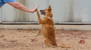 Can Dog Training Ruin Your Dog’s Personality? Why Structure and Affection Can Co-Exist