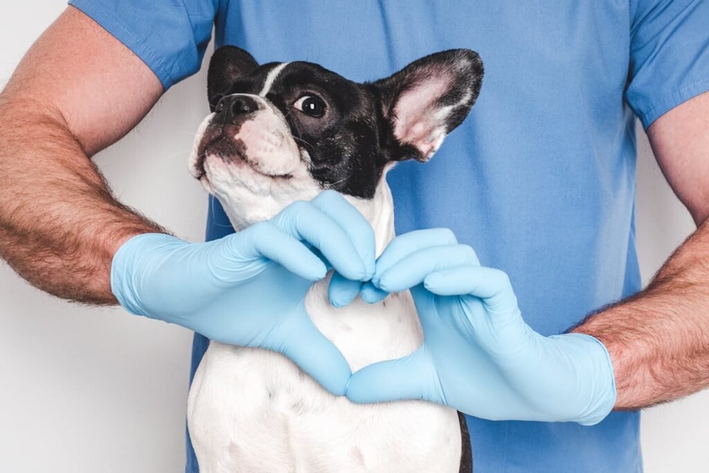 February Is American Heart Month For Our Pets, Too | Pet Health & Wellness | Blog