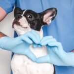 February Is American Heart Month For Our Pets, Too | Pet Health & Wellness | Blog