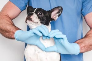 February Is American Heart Month For Our Pets, Too | Pet Health & Wellness | Blog