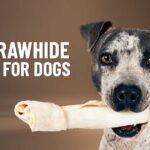 Is Rawhide Bad For Dogs? The Shocking Truth
