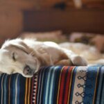 Understanding the Startle Reflex & Natural Support