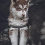 Top Dog Traits: Unveiling the Personalities of Popular Breeds