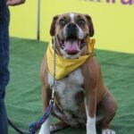 Unlocking Happiness: Essential Socialization Tips for Your Pup