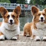 Boost Your Pup's Health: The Benefits of Probiotics for Dogs