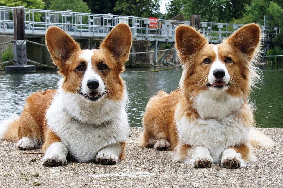 Boost Your Pup's Health: The Benefits of Probiotics for Dogs