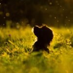 Unlocking the Canine Code: The Temperament Secrets of Your Favorite