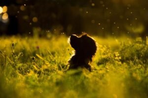Unlocking the Canine Code: The Temperament Secrets of Your Favorite
