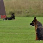 Taming the Troublemaker: Effective Solutions for Common Dog Behavior Problems