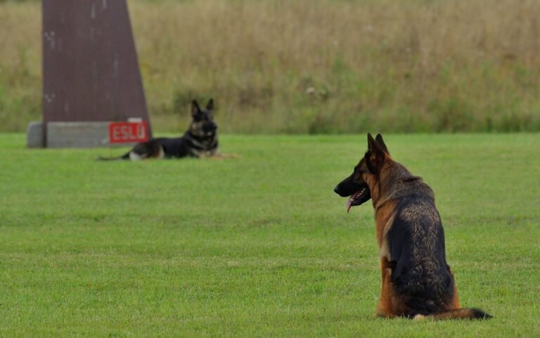 Taming the Troublemaker: Effective Solutions for Common Dog Behavior Problems