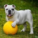 Pawsitively Clean: The Ultimate Guide to Your Dog’s Dental Care