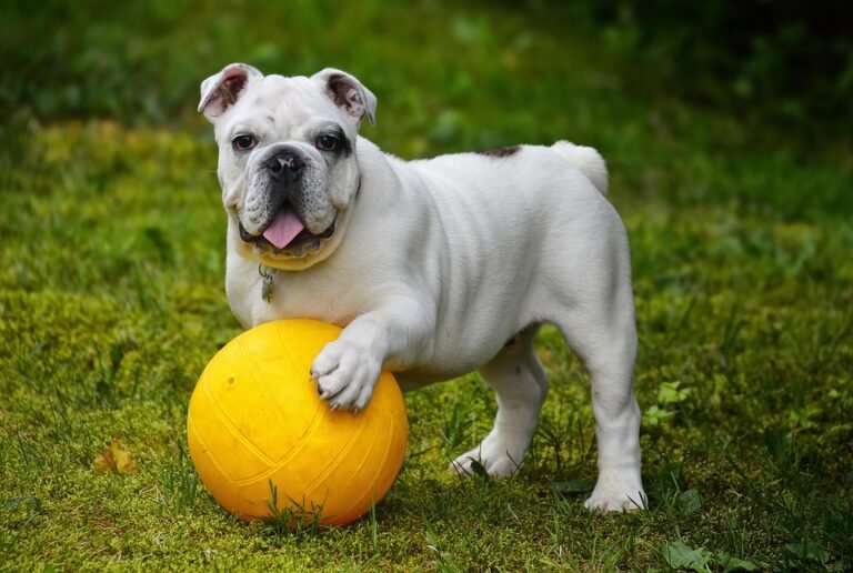 Pawsitively Clean: The Ultimate Guide to Your Dog’s Dental Care